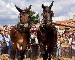 Mercado Tradicional de San Pedro Manrique, foto de Csar Sanz Marcos