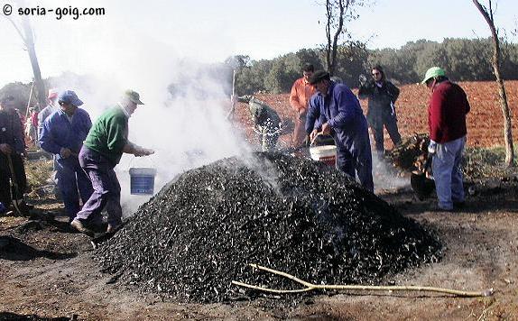 El cisco en Las Cuevas de Soria