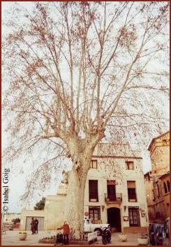 Plátano centenario en La Riera de Gaiá (Tarragona)