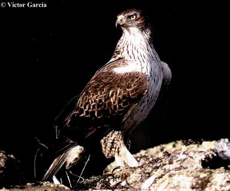 Águila