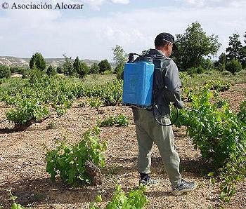 La Vendimia en Alcozar