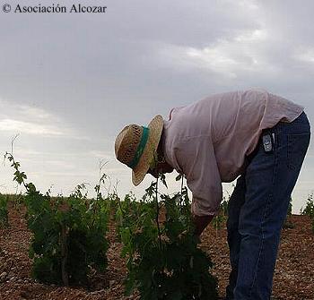 La Vendimia en Alcozar