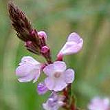 Verbena