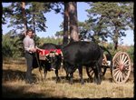 Vaca Serrana Negra (Quintanar de la Sierra, Burgos)