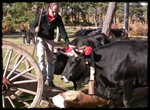 Vaca Serrana Negra (Quintanar de la Sierra, Burgos)