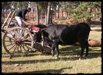 Vaca Serrana Negra (Quintanar de la Sierra, Burgos)