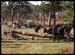 Vaca Serrana Negra (Quintanar de la Sierra, Burgos)