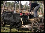 Vaca Serrana Negra (Quintanar de la Sierra, Burgos)