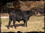 Vaca Serrana Negra (Quintanar de la Sierra, Burgos)