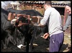 Vaca Serrana Negra (Quintanar de la Sierra, Burgos)