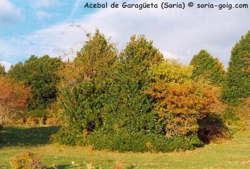 Acebal de Garageta (Arvalo de la Sierra)