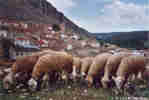 Ovejas junto a las bodegas