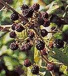 moras