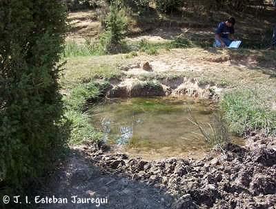 Fuente de la Tejera, Alcubilla de Avellaneda