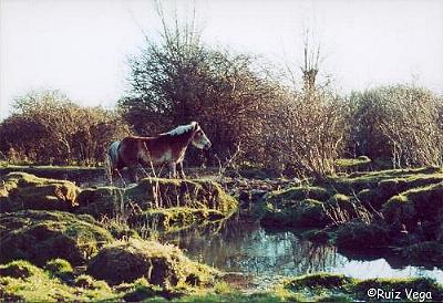 Dehesa de La Rubia