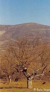 Otoo en El Valle, al fondo la Sierra Cebollera